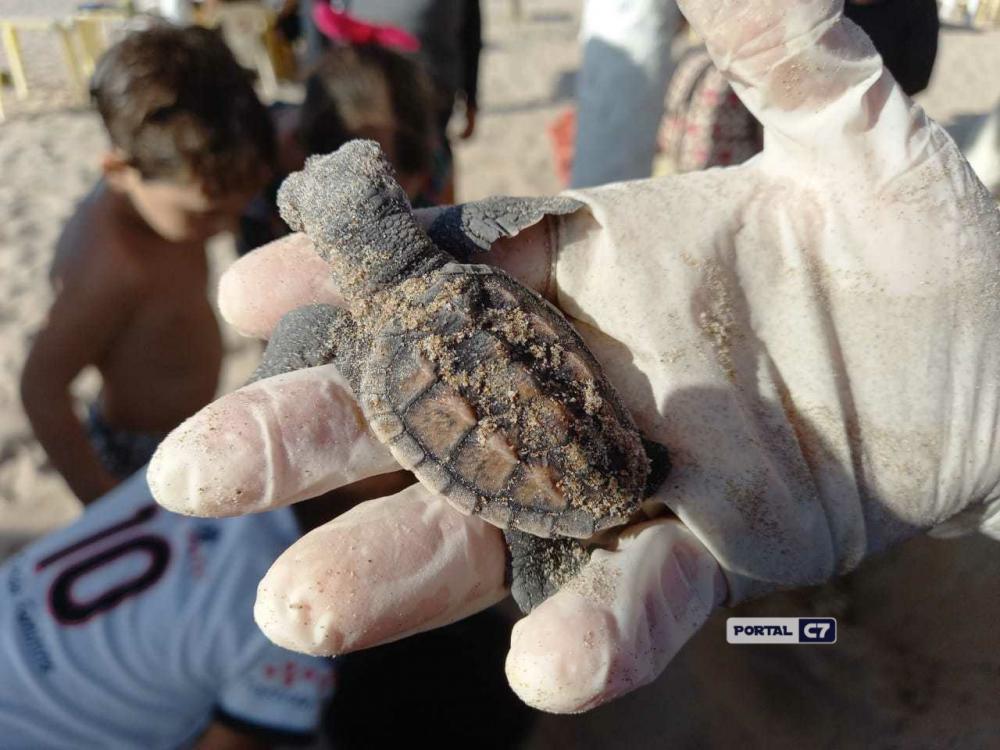 PIAUÍ: Tartarugas marinhas nascem embaixo de mesa de barraca; várias morreram