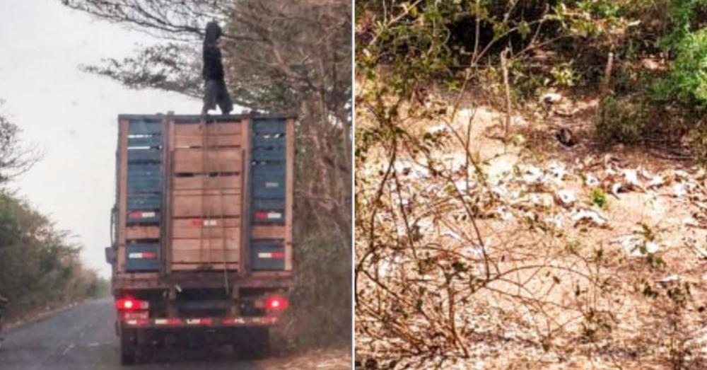 Imagens: Restos de animais abatidos são jogados em ponte no interior do Piauí
