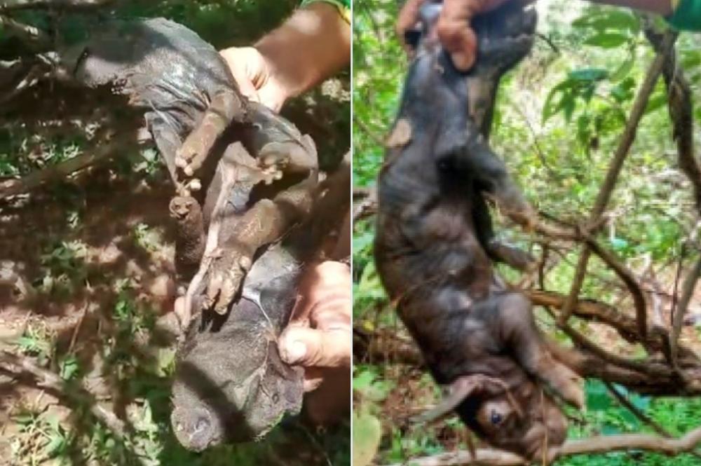 Vídeo: Porca dá a luz a um leitão com duas cabeças no interior do Piauí