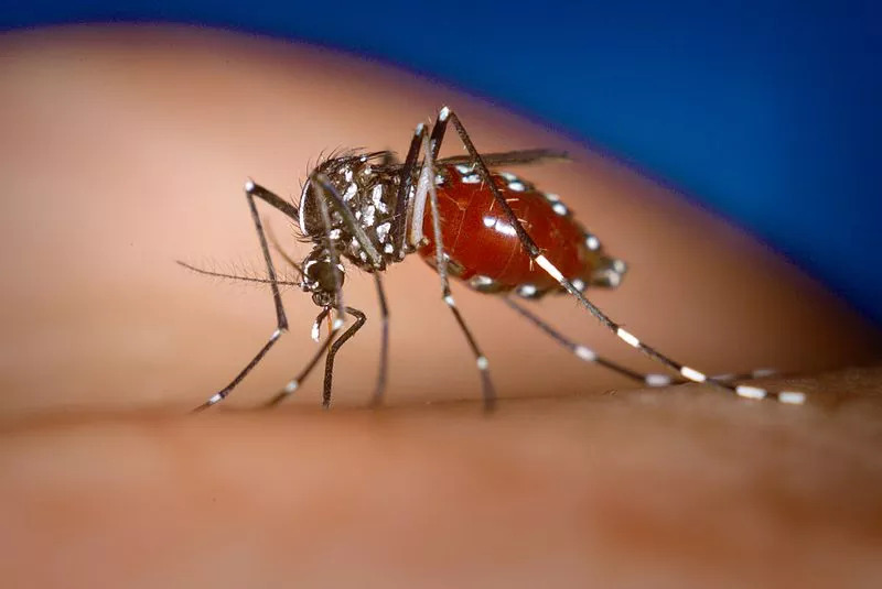 Adolescente de apenas 14 anos é o 1° óbito por Chikungunya no Piauí em 2022