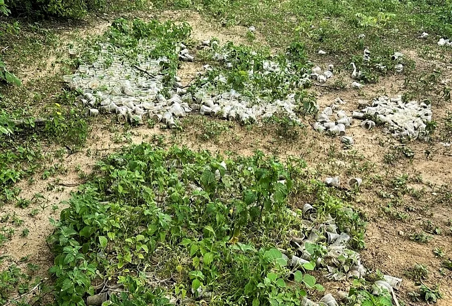 Plantação de maconha com capacidade de produzir 6 toneladas é encontrada no Piauí