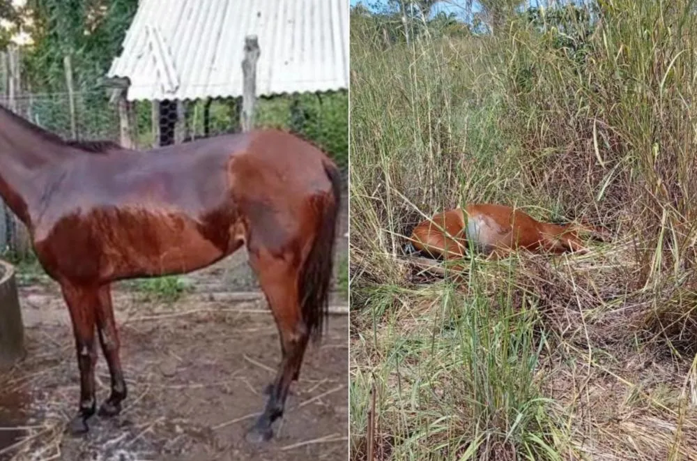 Arquivo Pessoal