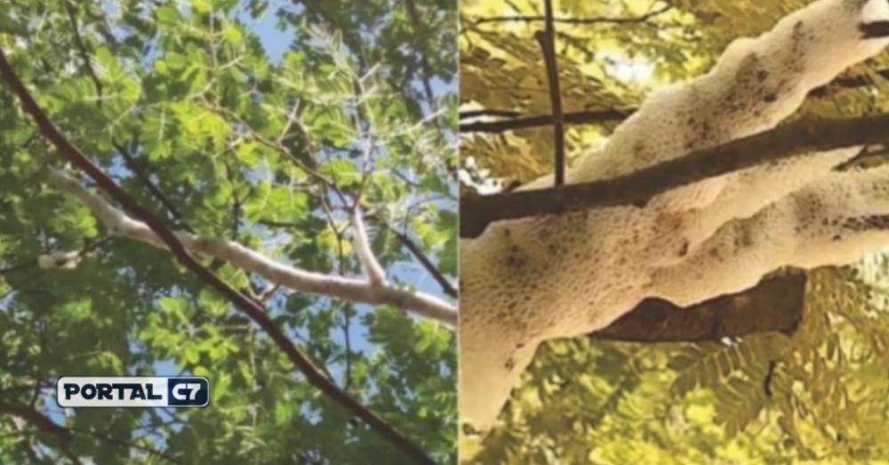 Árvore que dá gelo em pleno calor chama atenção no interior do Piauí