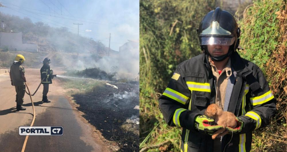 Bombeiros do Piauí atendem ocorrência de fogo em vegetação, e salvam animais