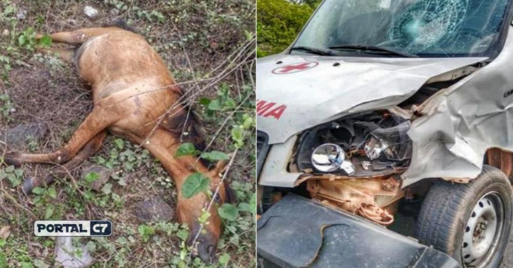 Ambulância de cidade do Piauí colide em animal na PI-113