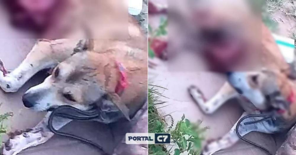 Homem é preso após esfaquear e matar cachorro que estava perto da sua casa no Piauí