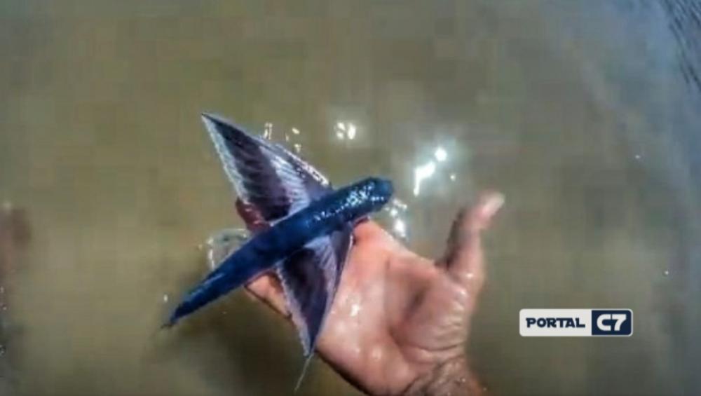 Parnaíba: 'peixe voador', raro na região, é encontrado na Praia de Pedra do Sal