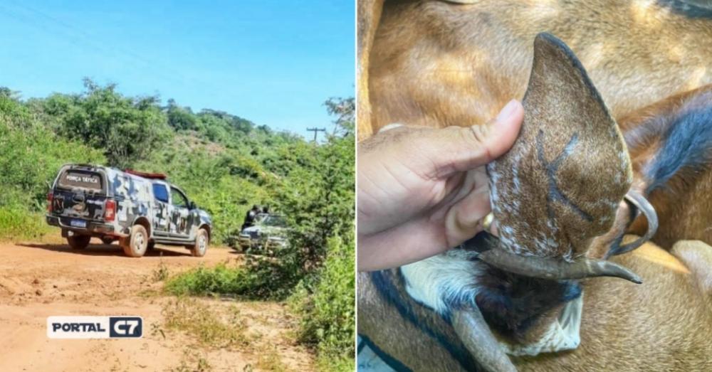 Homem é preso com animais furtados dentro de carro na zona rural no Piauí